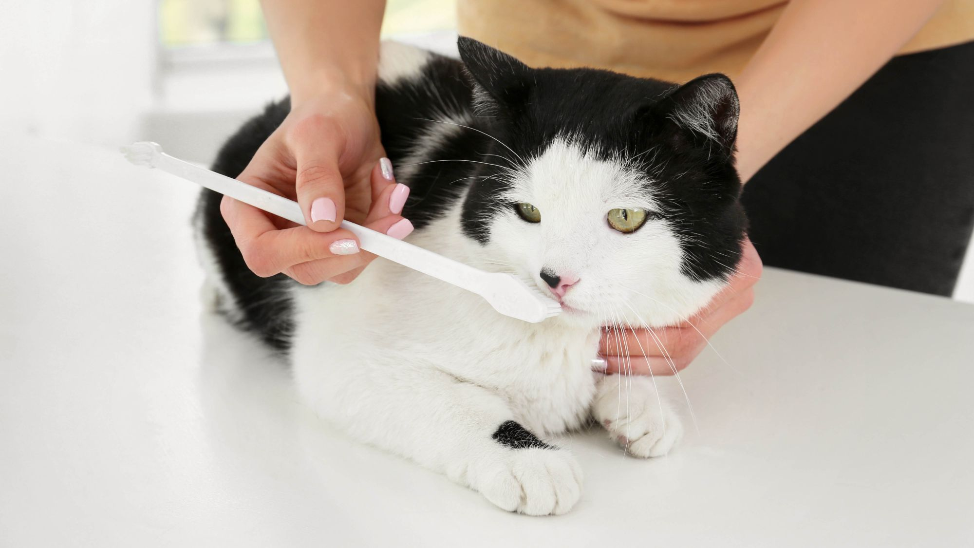 Brosser Les Dents De Votre Chat Un Guide Etape Par