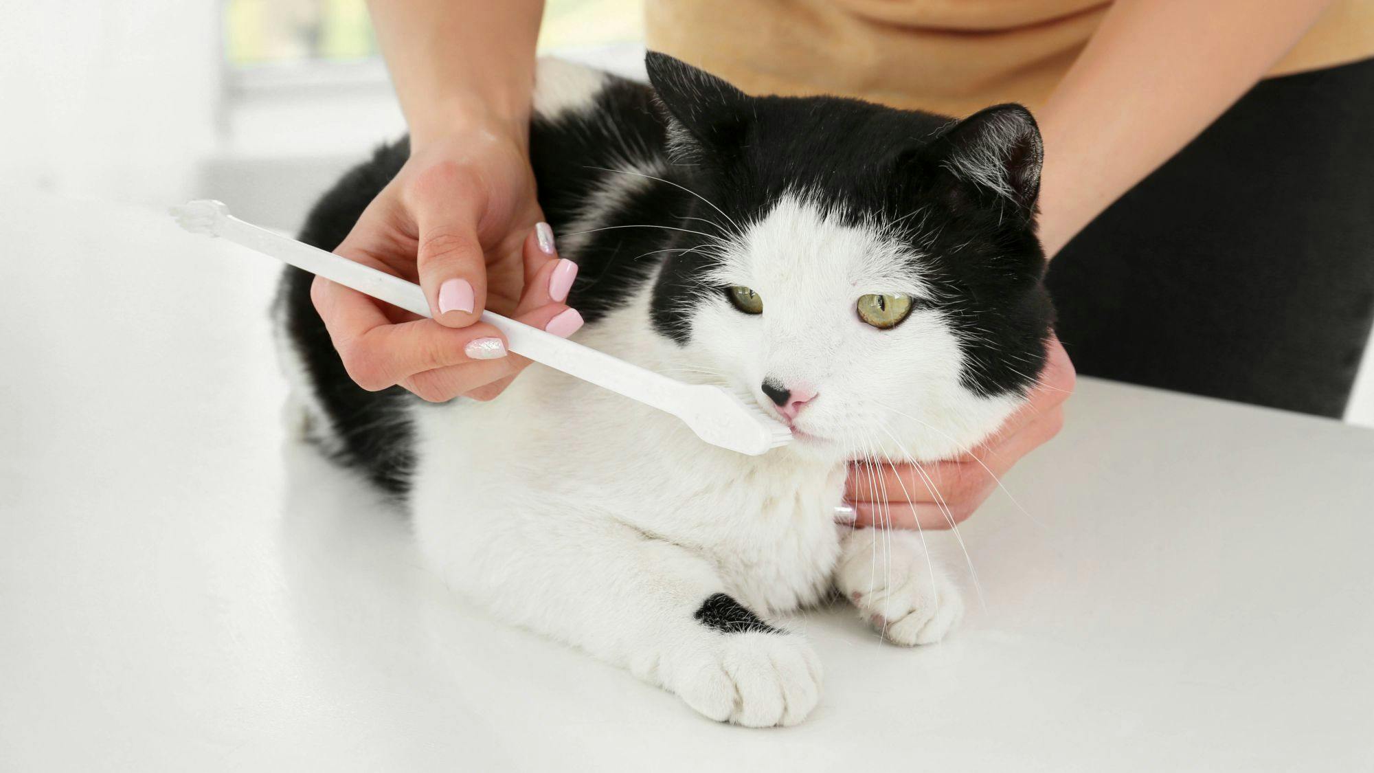 Brosser les dents de votre chat Un guide étape par