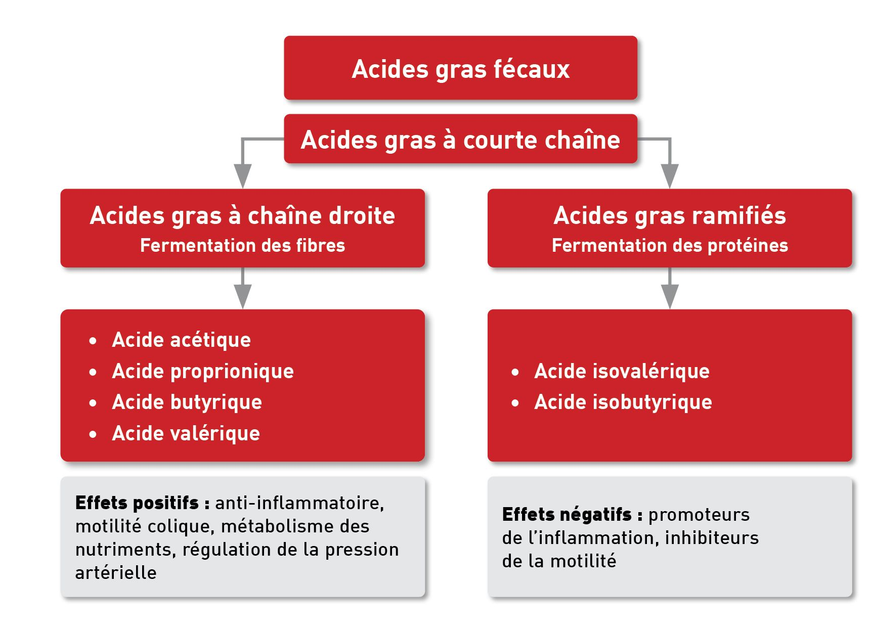 Les acides gras à courte chaîne et les acides gras ramifiés sont issus du métabolisme colique et produisent des effets différents