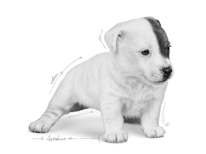 SOL MILK 23 – Babydog Milk – Emblematic B&W