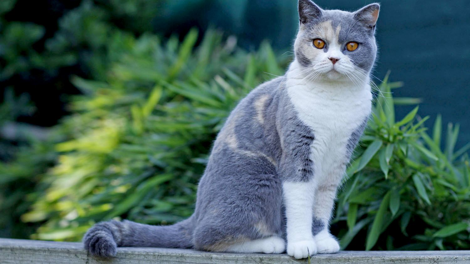 Shorthair Britânico do lado de fora de uma viga de madeira a olhar para a câmara