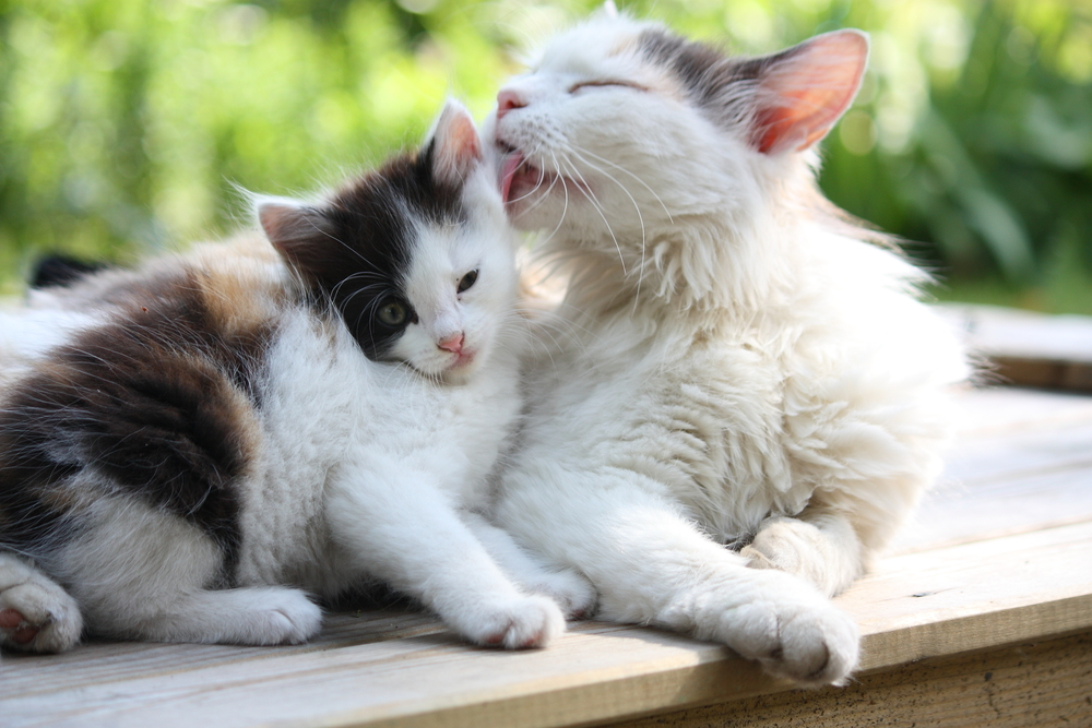 Eine Katze und ein Kätzchen liegen eng nebeneinander auf einem Holzpodest. Die Katze putzt das Kätzchen am Kopf.