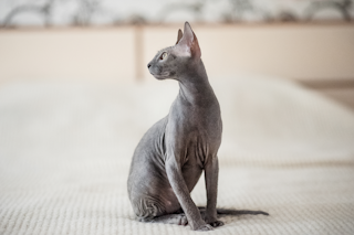 КОШАЧЬЯ ТРЕВОГА И КОШАЧИЙ СТРЕСС КАК ПОМОЧЬ