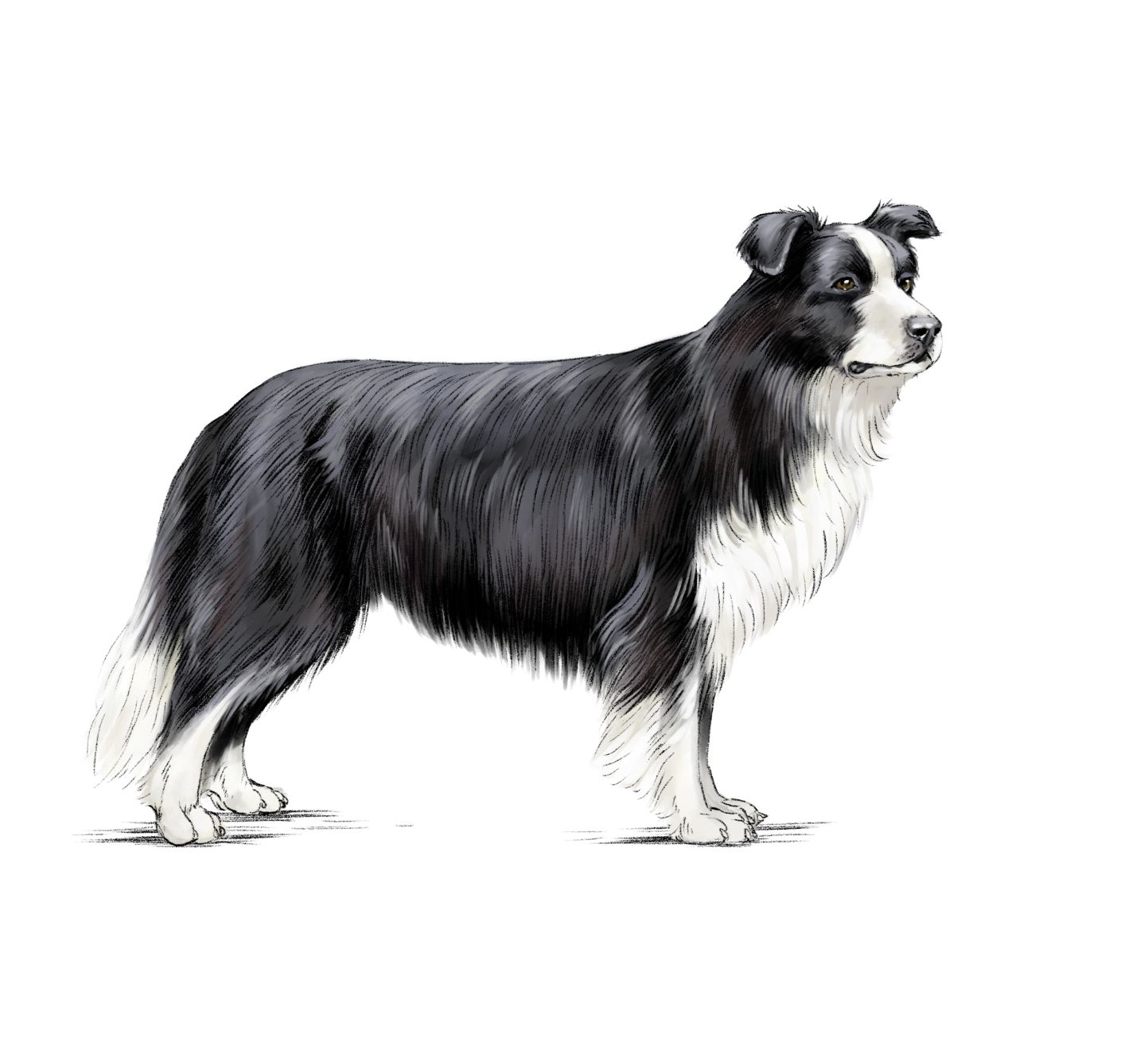 Ilustracja przedstawiająca border collie