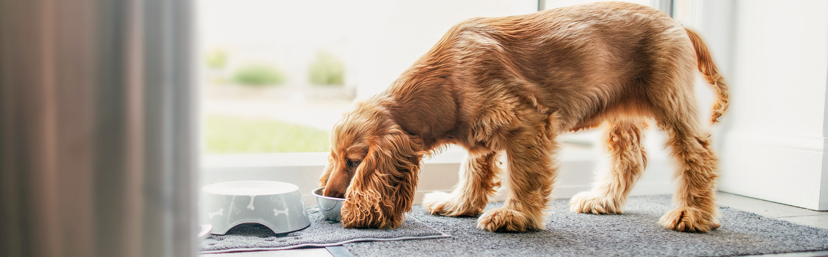 English Cocker Spaniel standing indoors eating from a feeding bowl