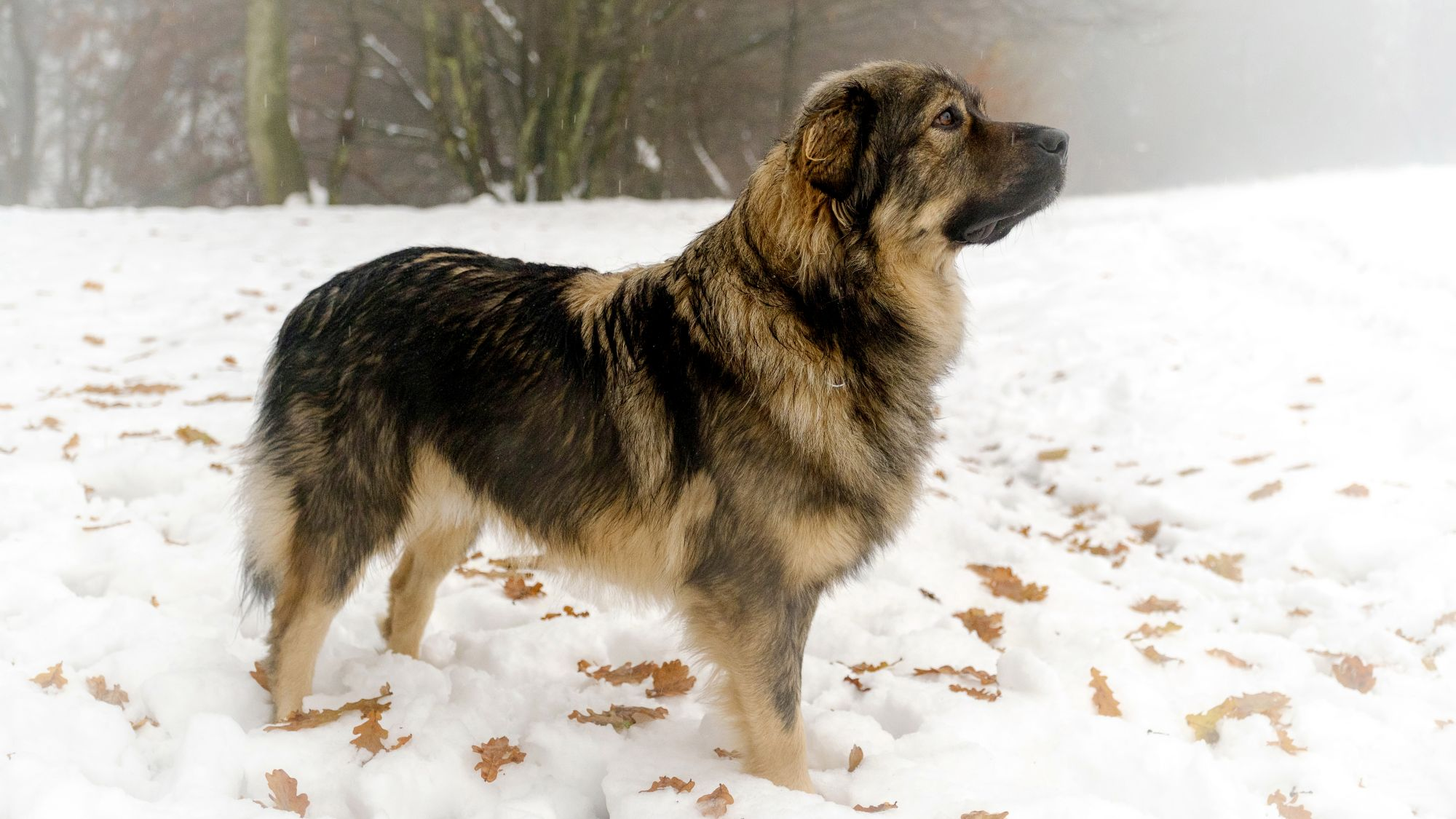 Karst Shepherd Dog stood head looking up in snow