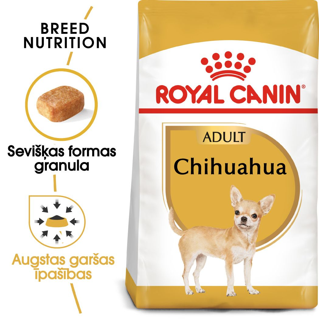 Chihuahua Adult