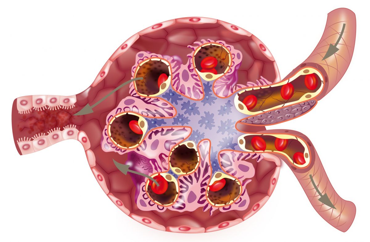Proteinúria renal felina Royal Canin