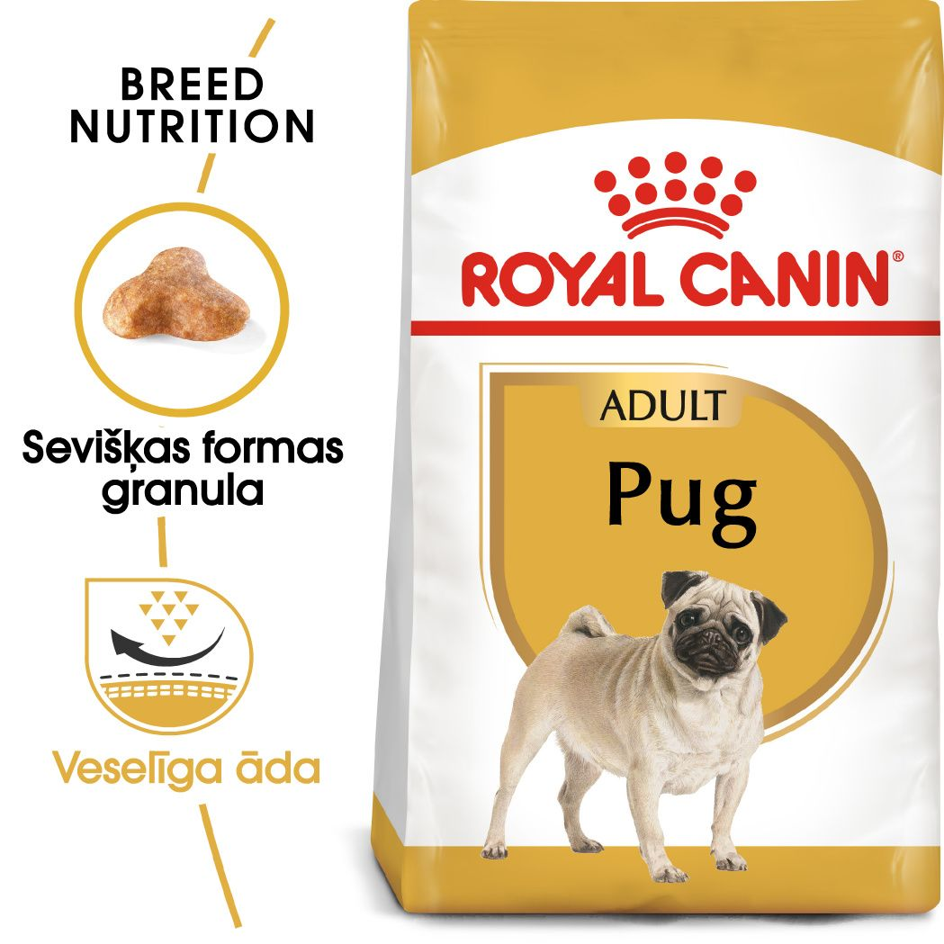 Pug Adult