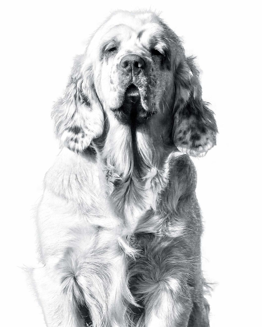 clumber-spaniel-bw-2