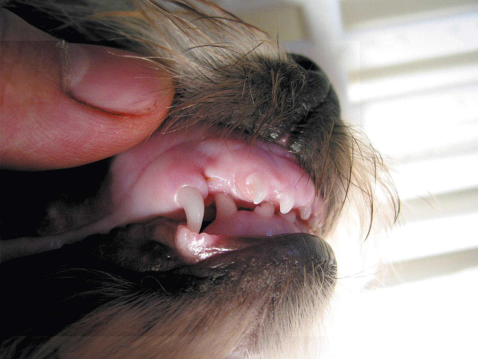 what causes retained puppy teeth