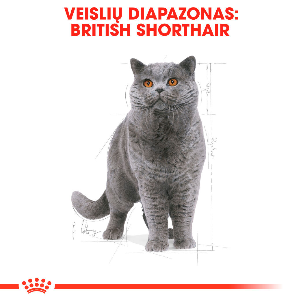 British shorthair  Adult