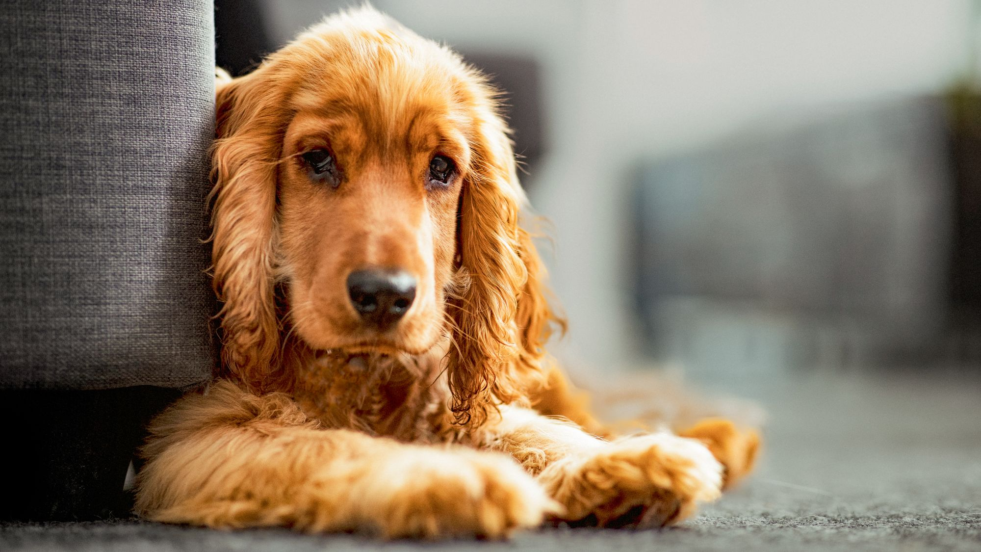 English Cocker Spaniel puppy lying down next to a sofa