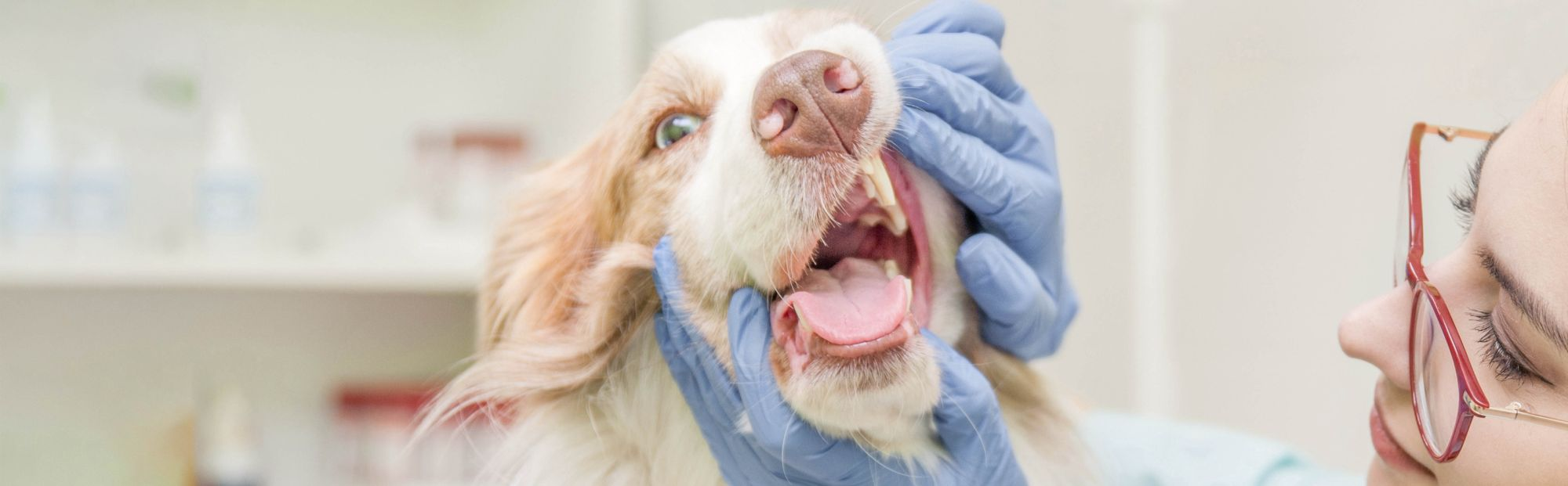 Dog getting their teeth checked by a veterinarian