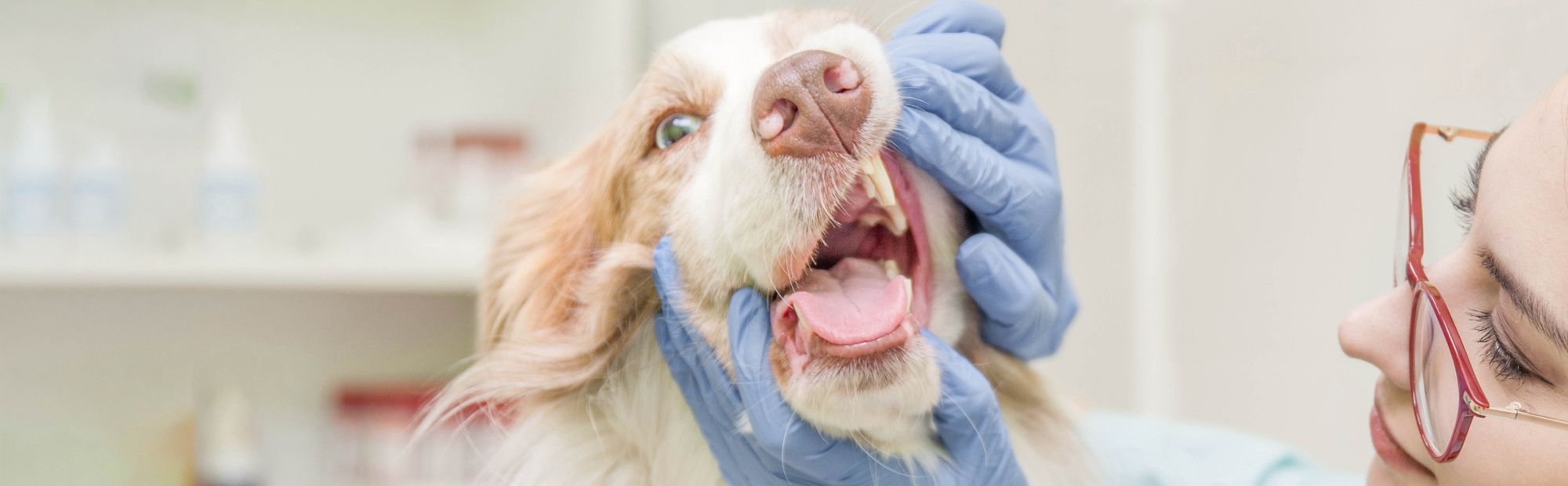 Periodontitis dog outlet treatment