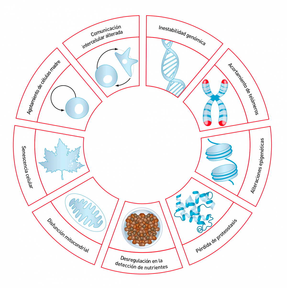Marcadores del envejecimiento