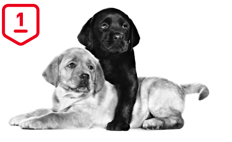 labrador puppies