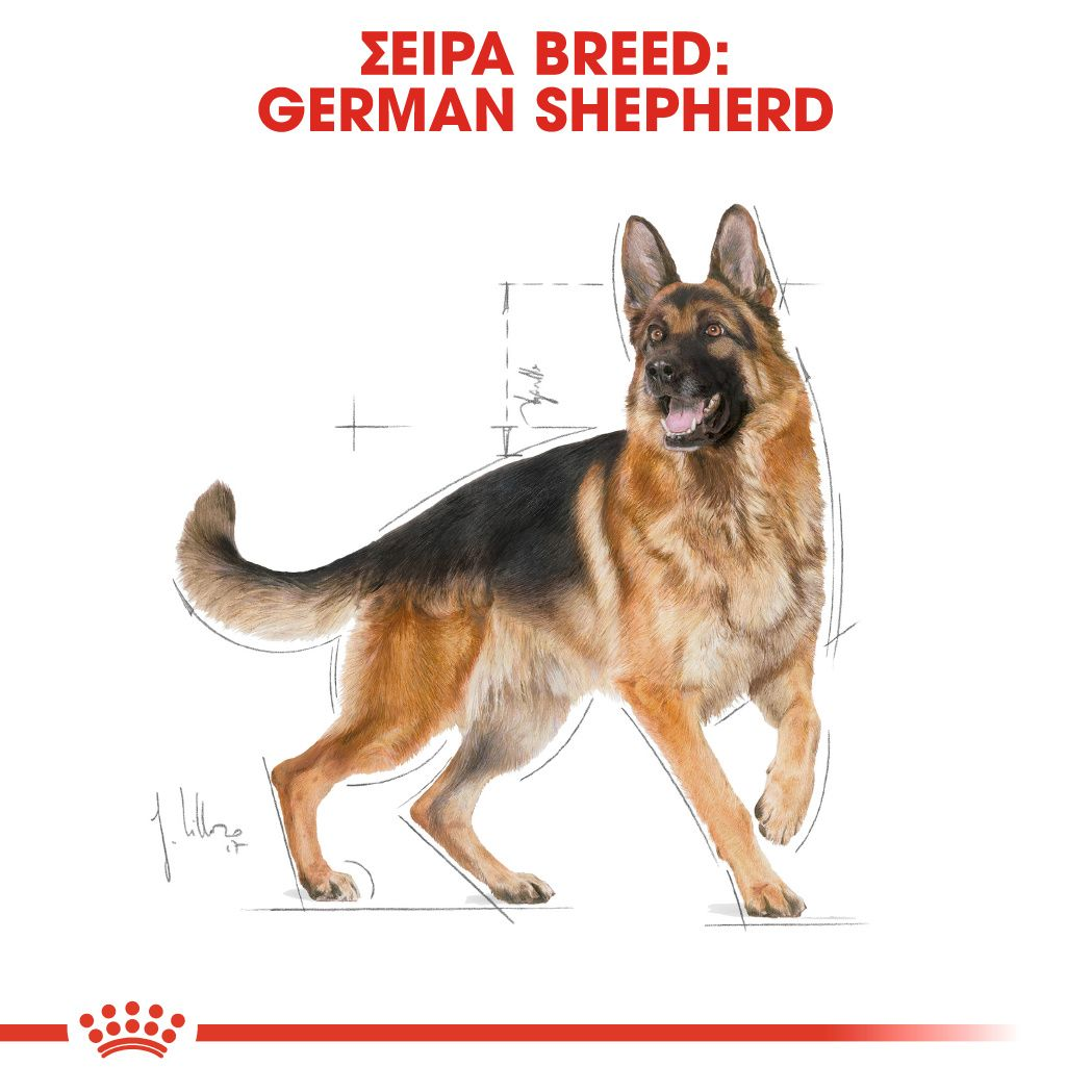 German Shepherd Adult