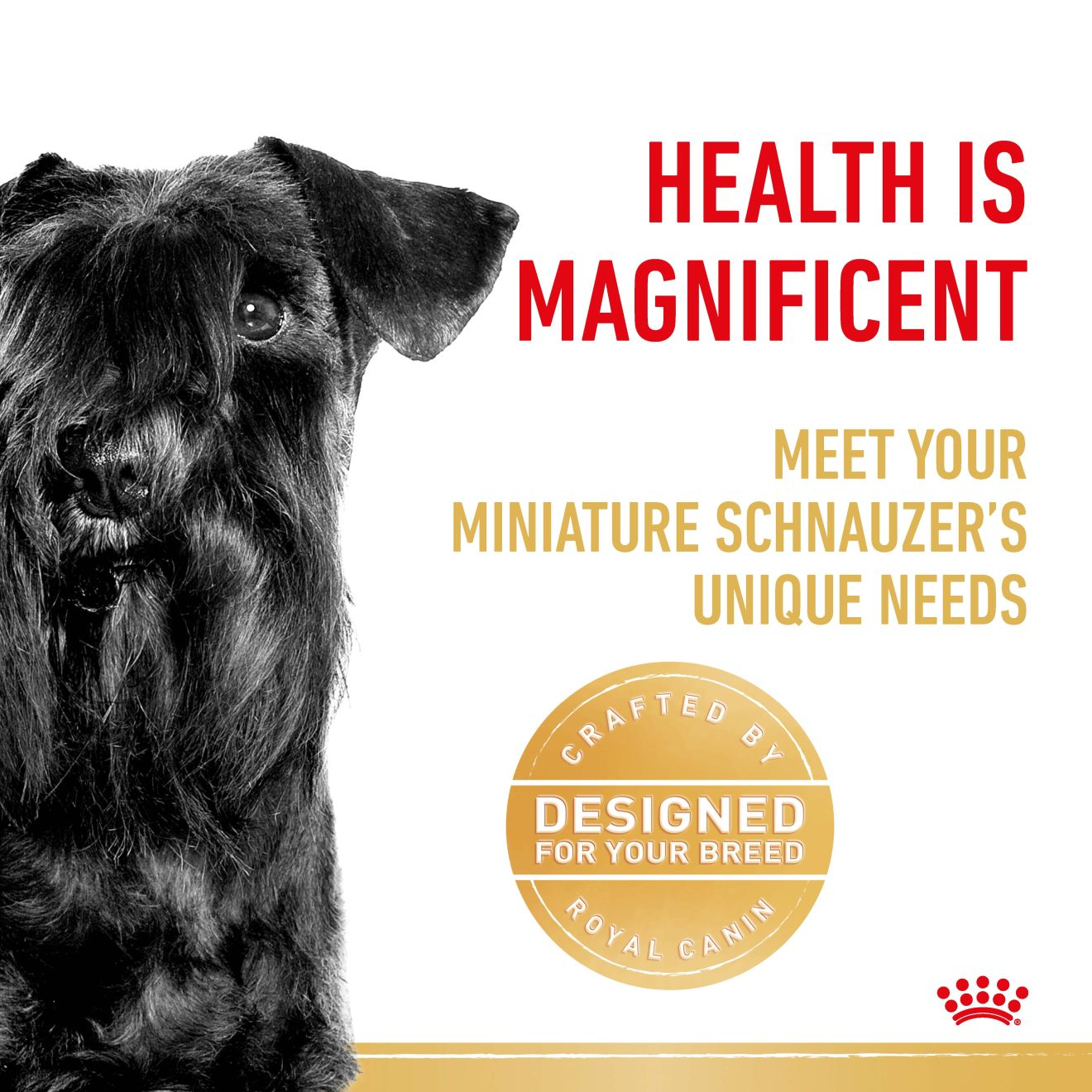 Best dry dog food for miniature schnauzer hotsell