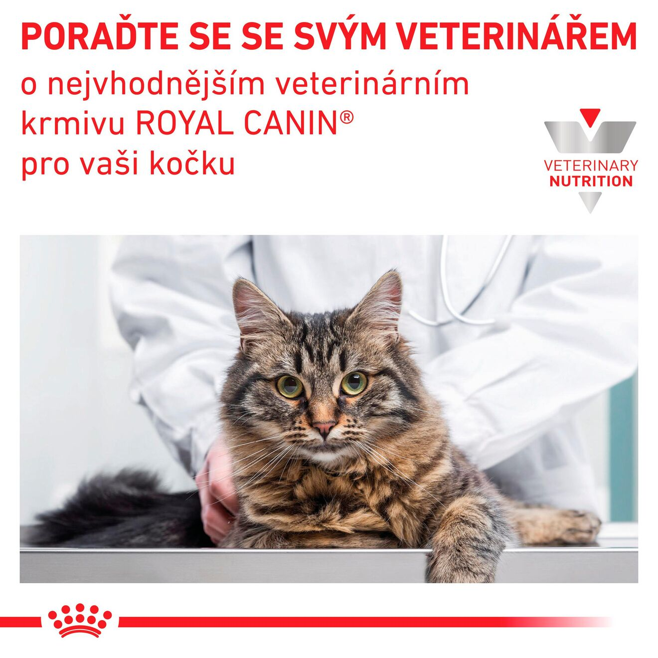 VHN Cat Renal