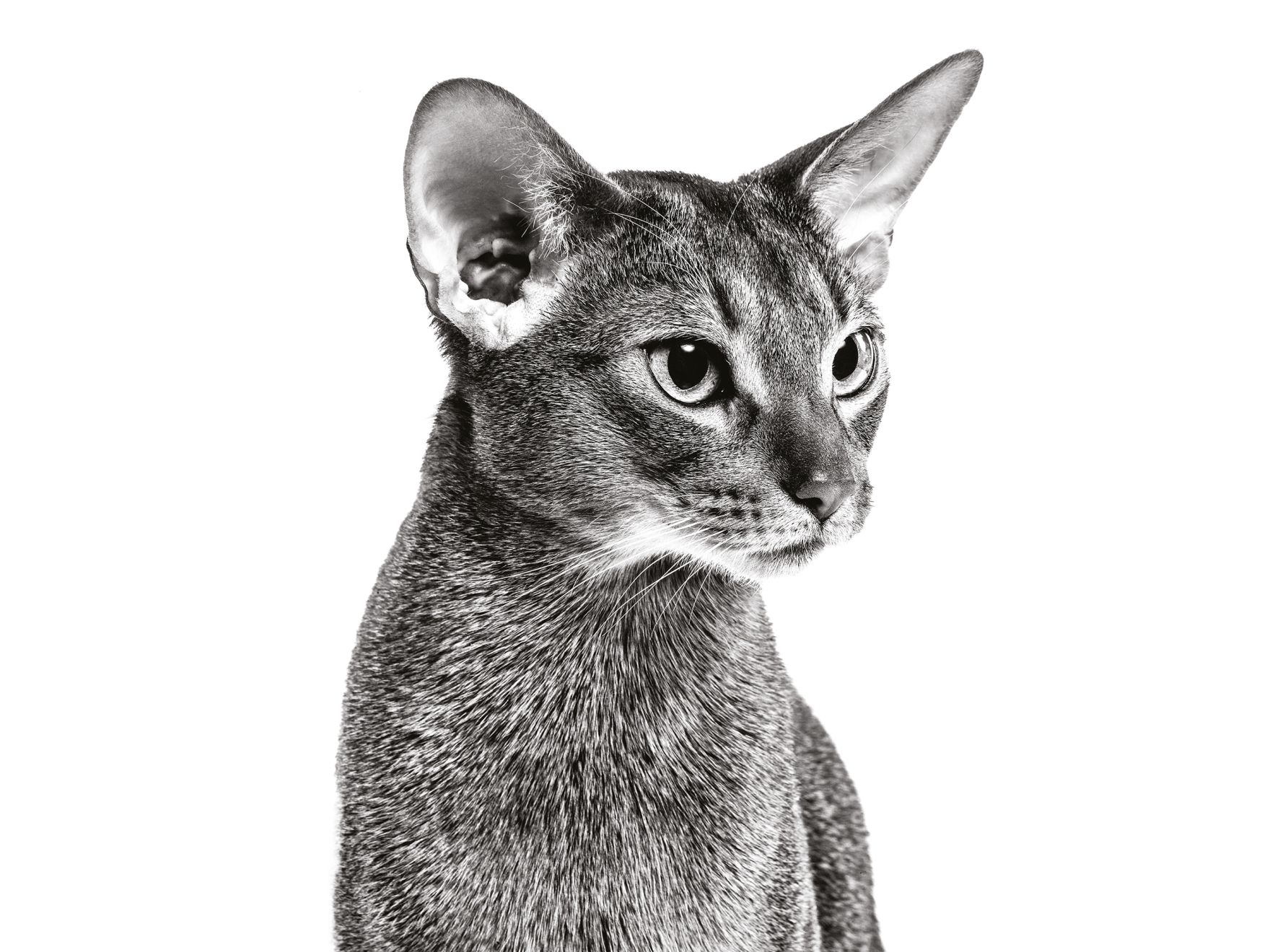 Abyssinian adult sitting in black and white on white background