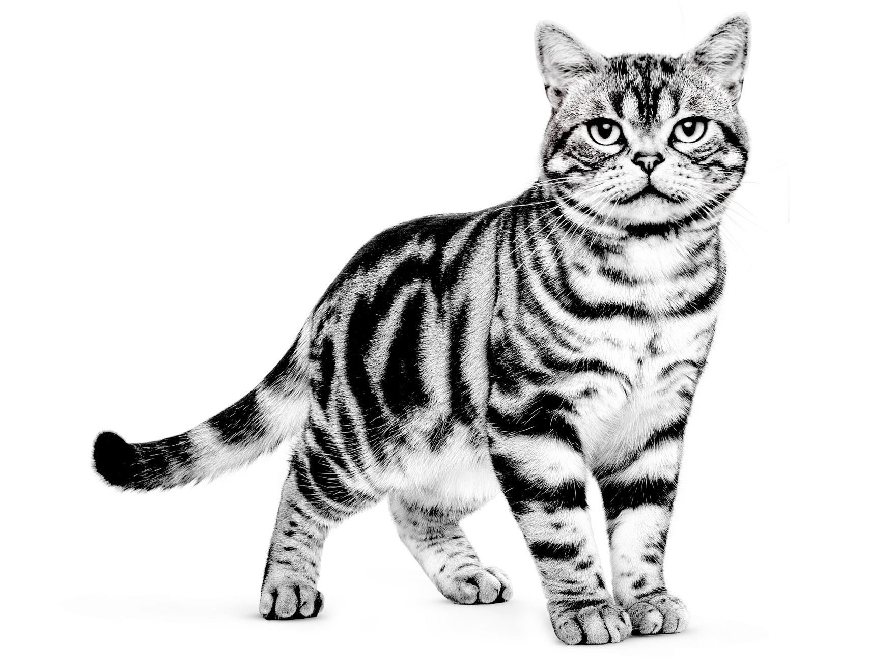 American Shorthair adult black and white