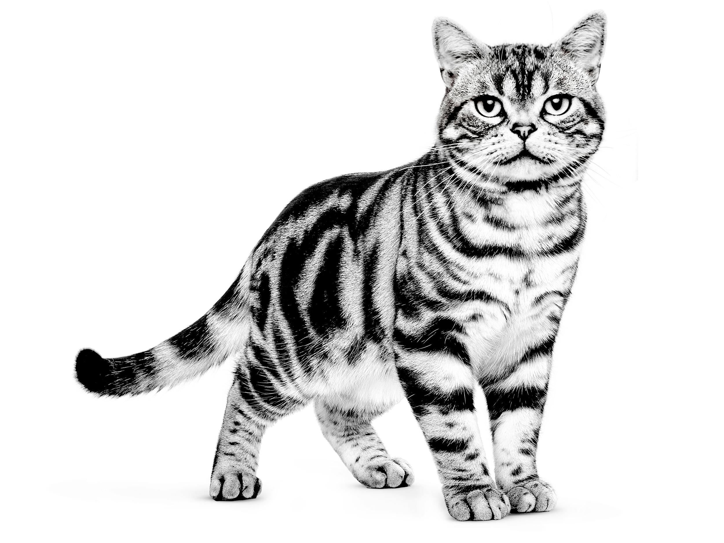 American Shorthair | Royal Canin