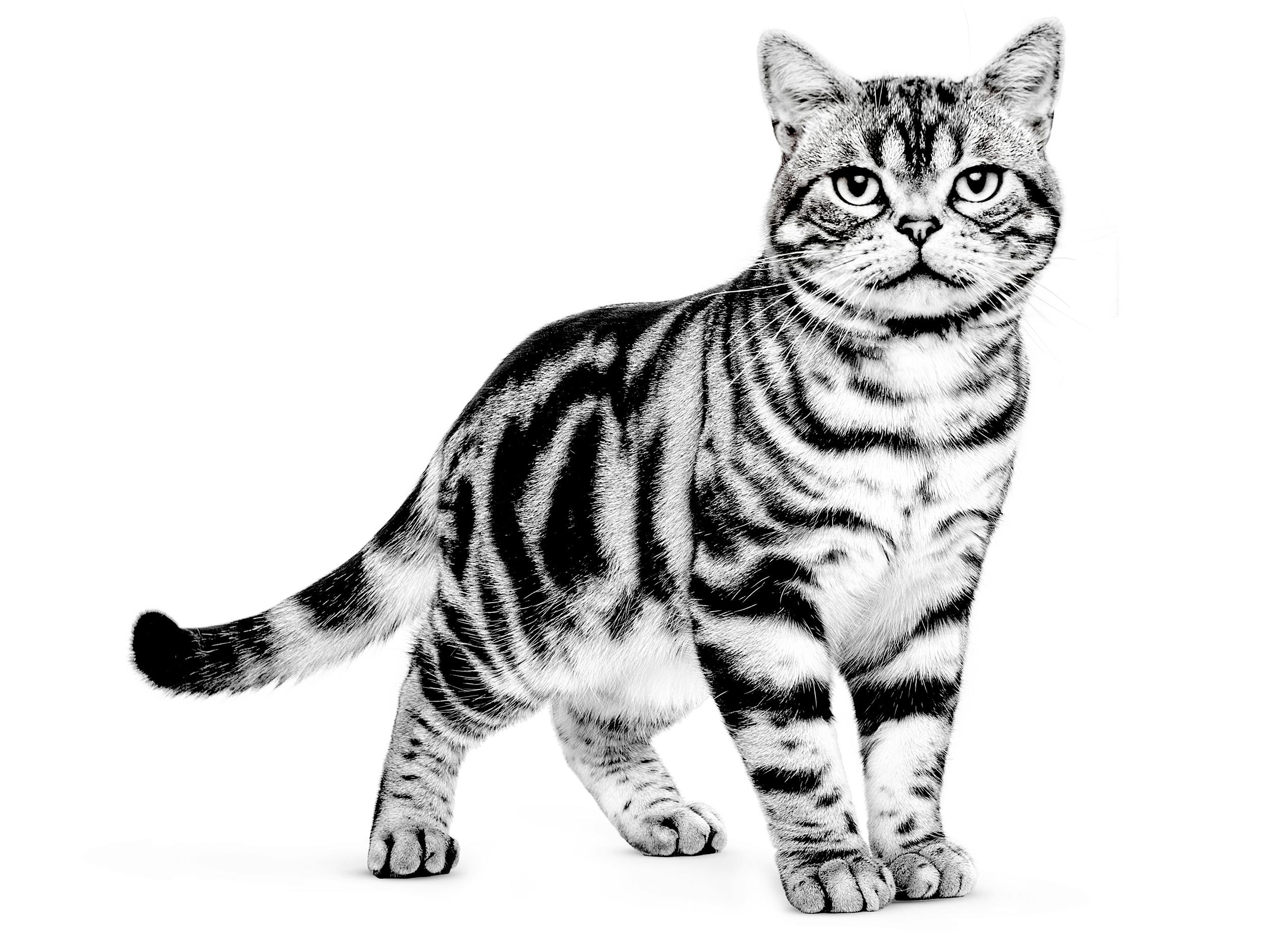 american shorthair cat black and white