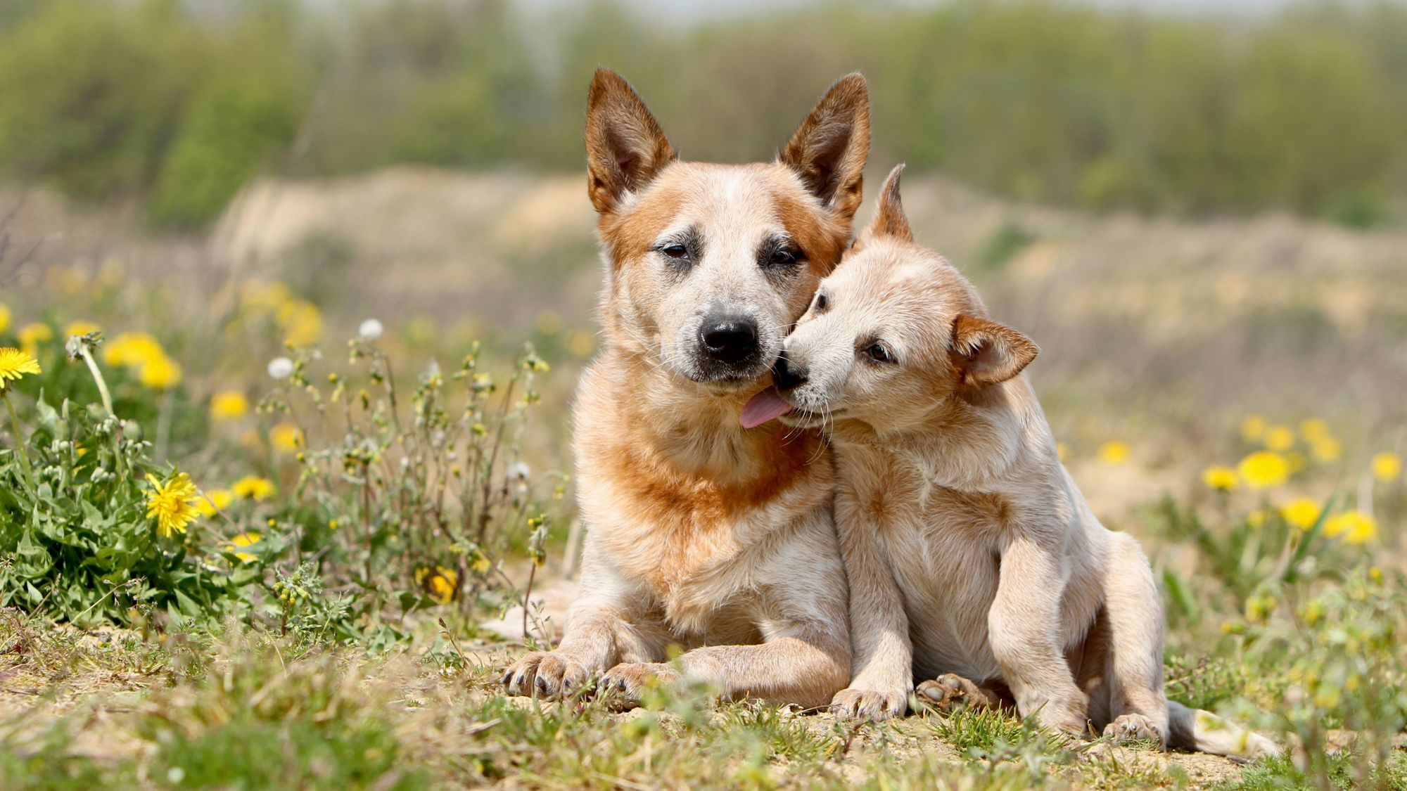 Royal canin 2025 australian cattle dog