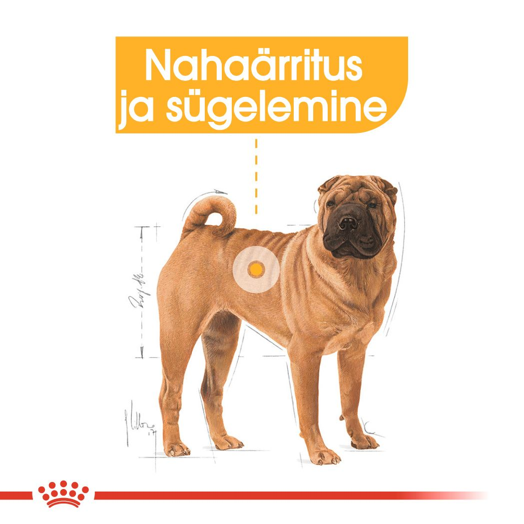 Royal Canin Medium Dermacomfort kuivtoit