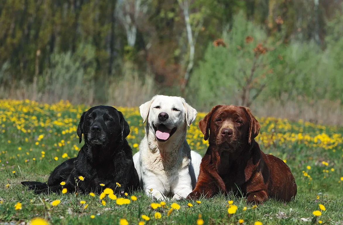 Ретривер и лабрадор: в чем разница между породами