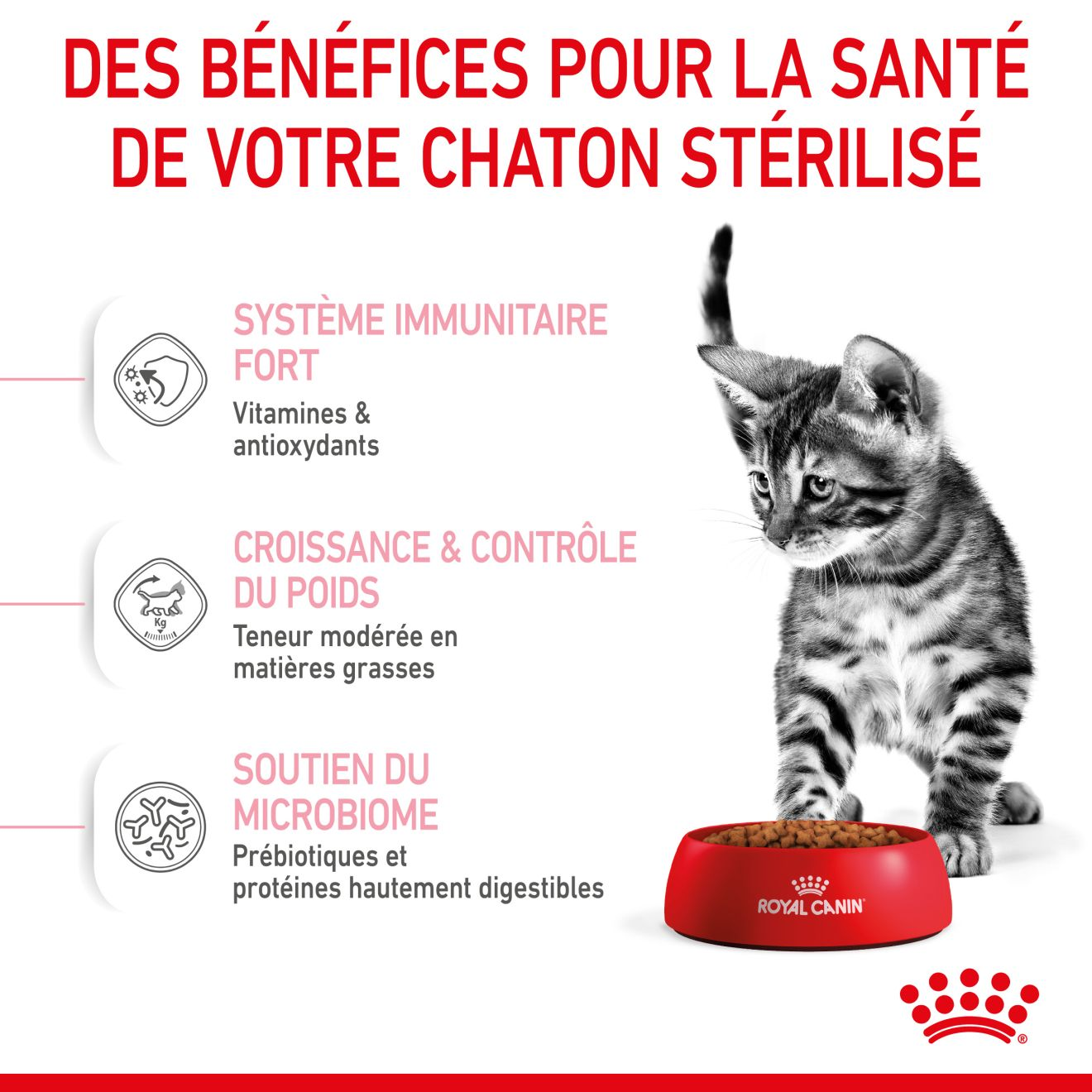 Kitten Sterilised pour chaton