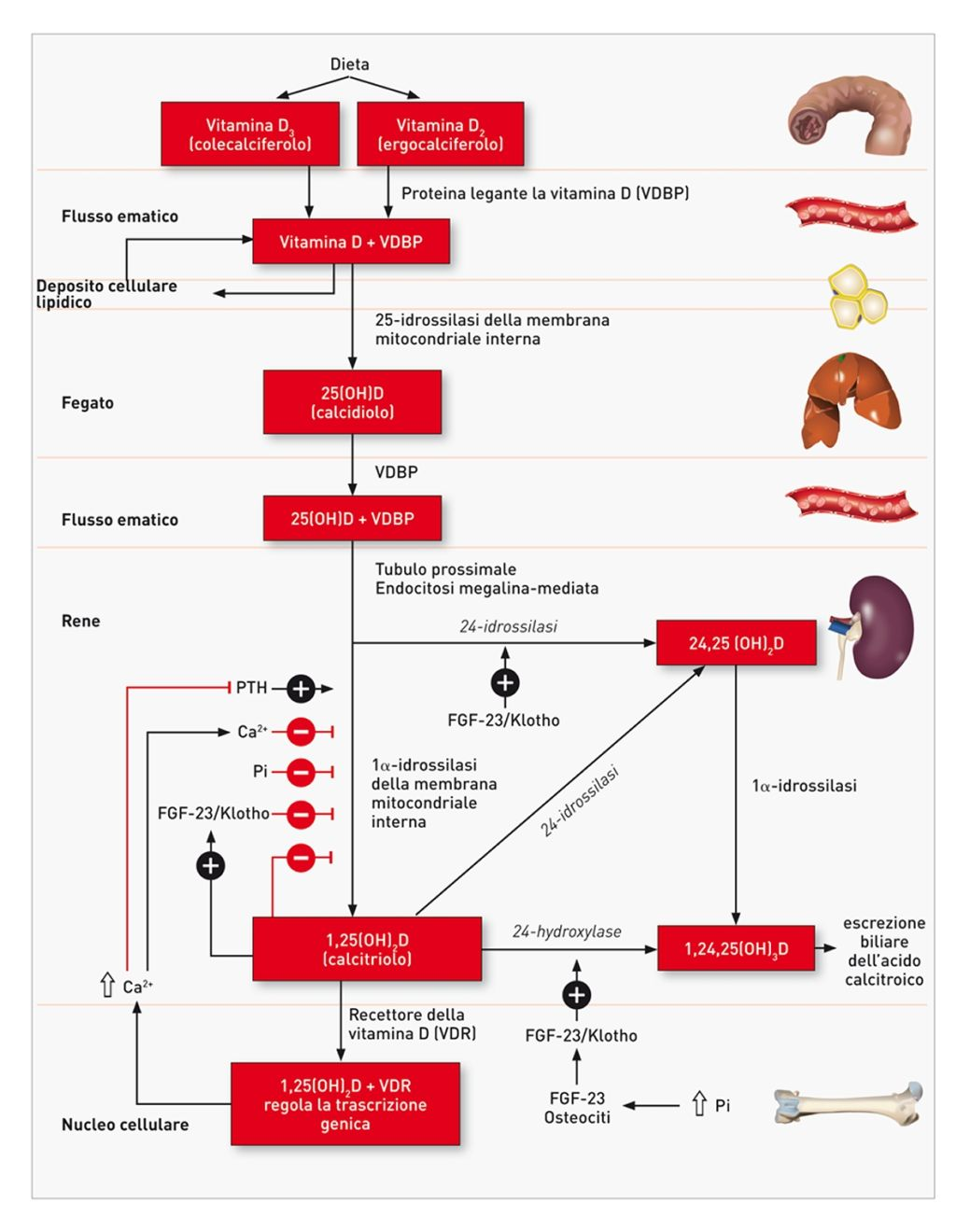 Una panoramica del metabolismo della vitamina D, a partire dall’assunzione alimentare e passando attraverso la trasformazione epatica e renale. Le linee nere e i segni (+) indicano uno stimolo, mentre le linee rosse e i segni (-) indicano un feedback negativo o una diminuzione dell’attività. Notare anche le influenze di fosfato (Pi), calcio ionizzato (Ca2+), FGF-23, Klotho, e PTH.