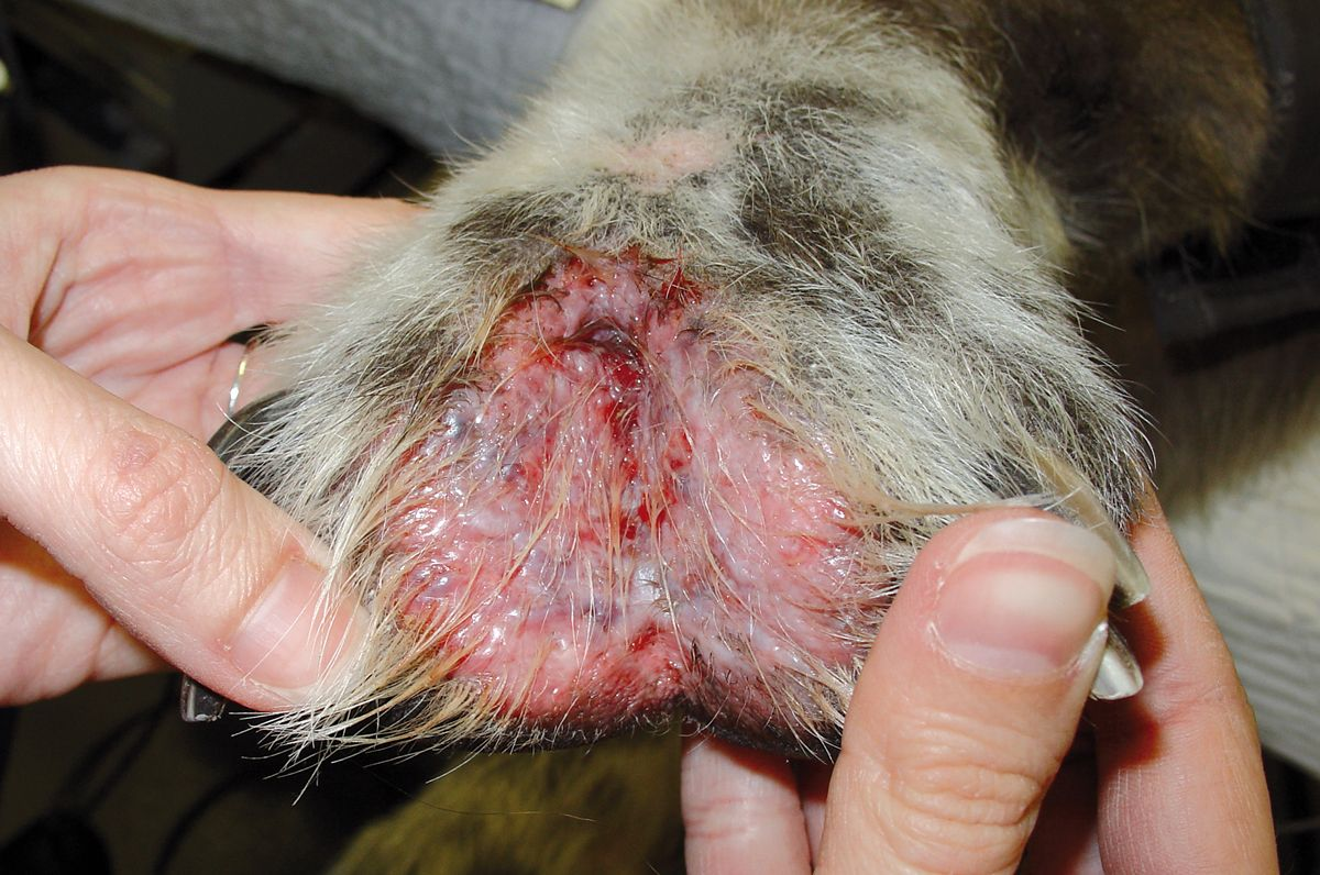 Figura 7. Algunos perros con demodicosis desarrollan lesiones interdigitales extremadamente dolorosas. © Rosanna Marsella
