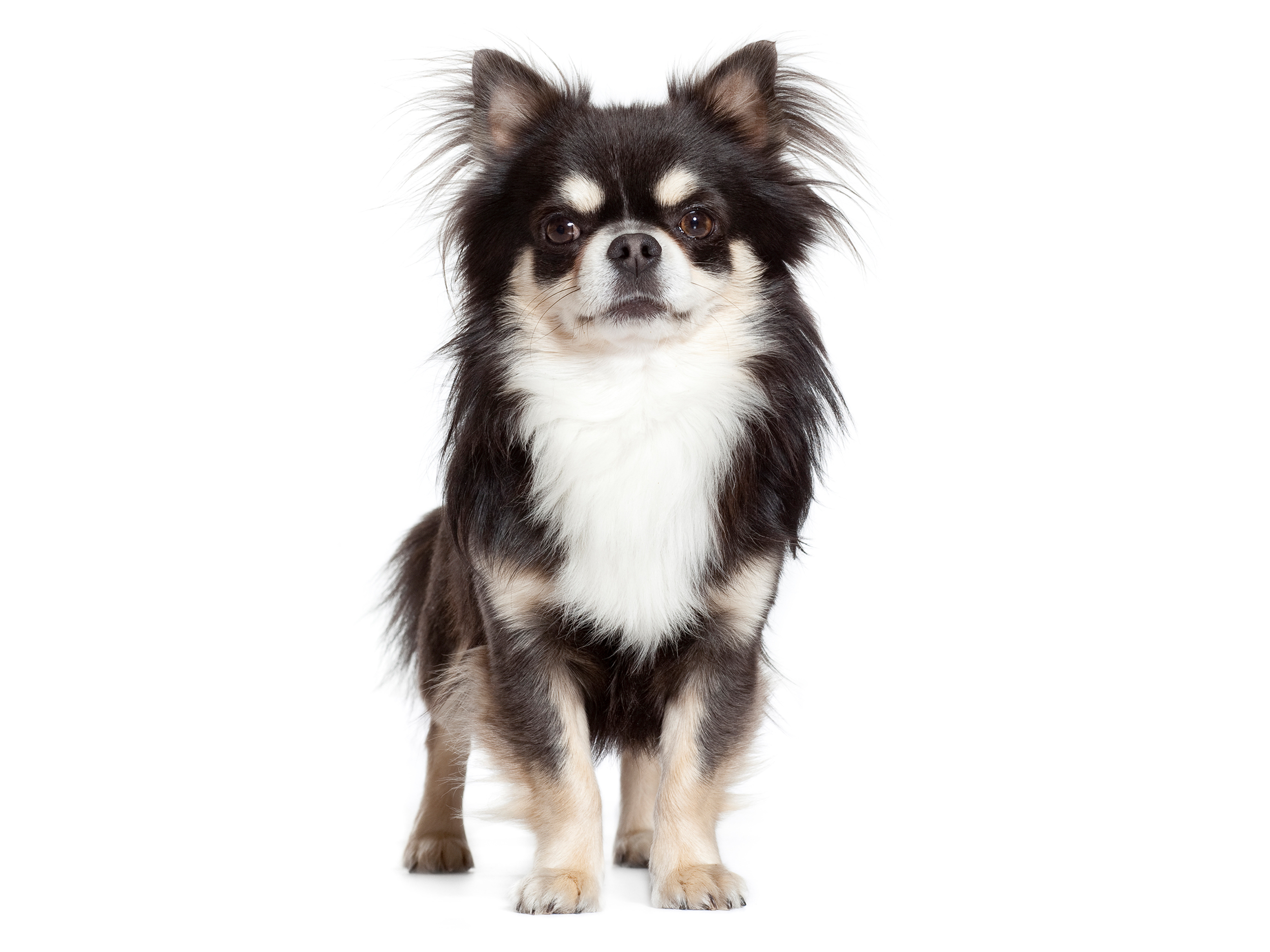 Chihuahua adult in black and white on a white background