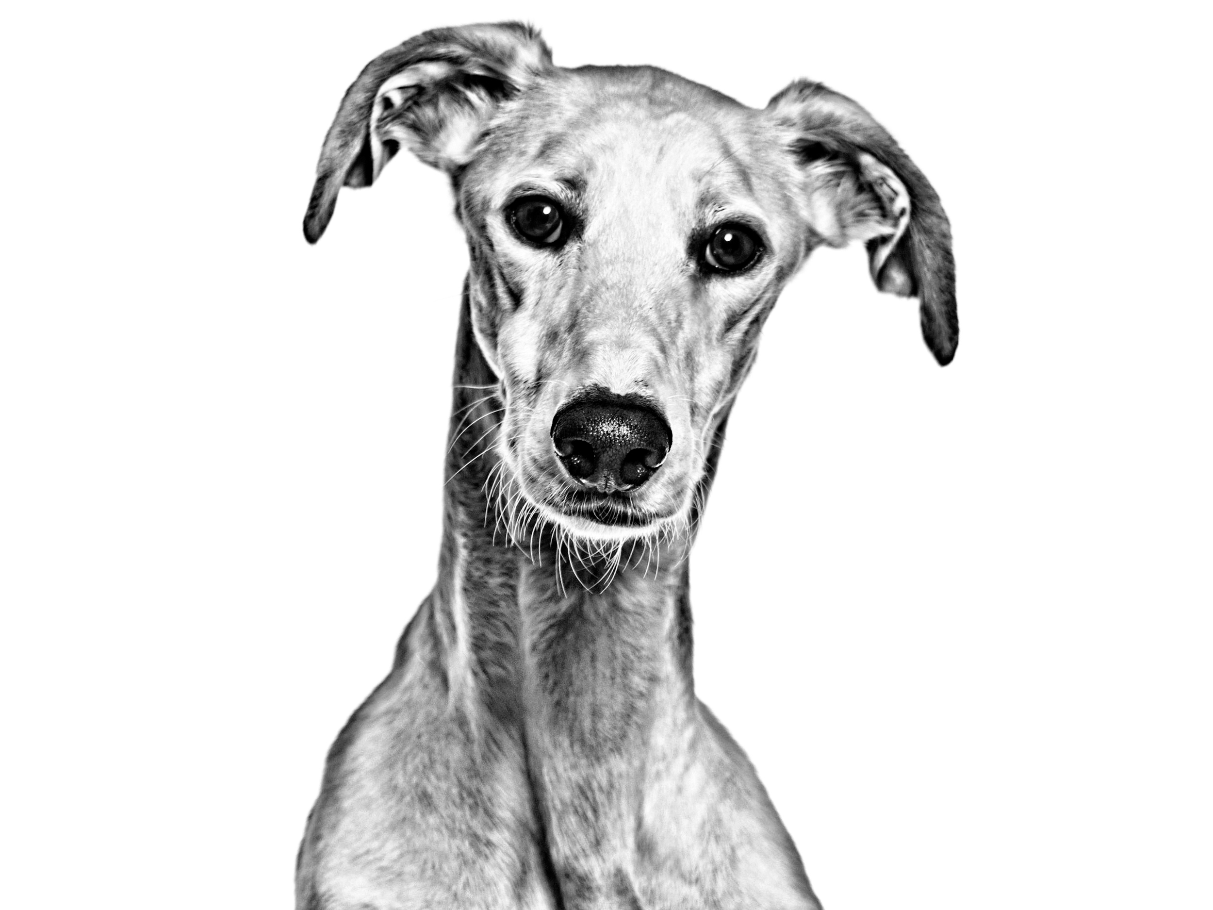 black and white spanish greyhound adult