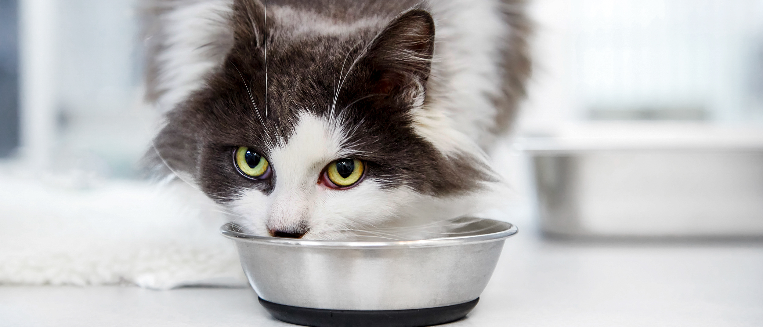 Gato adulto em pé em uma clínica veterinária comendo em uma tigela prata.