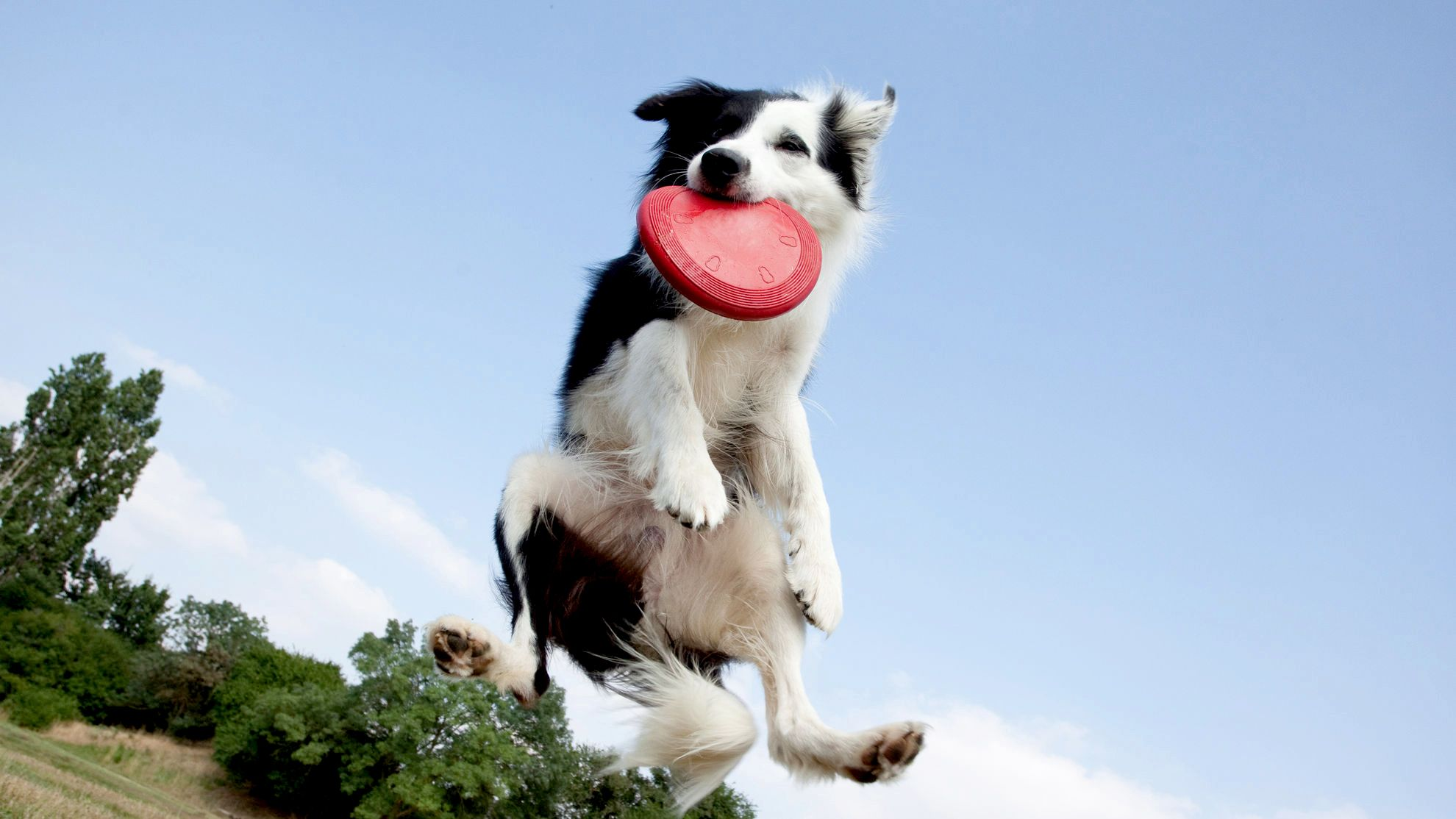 Een Bordercollie springt in de lucht met een rode frisbee in de mond