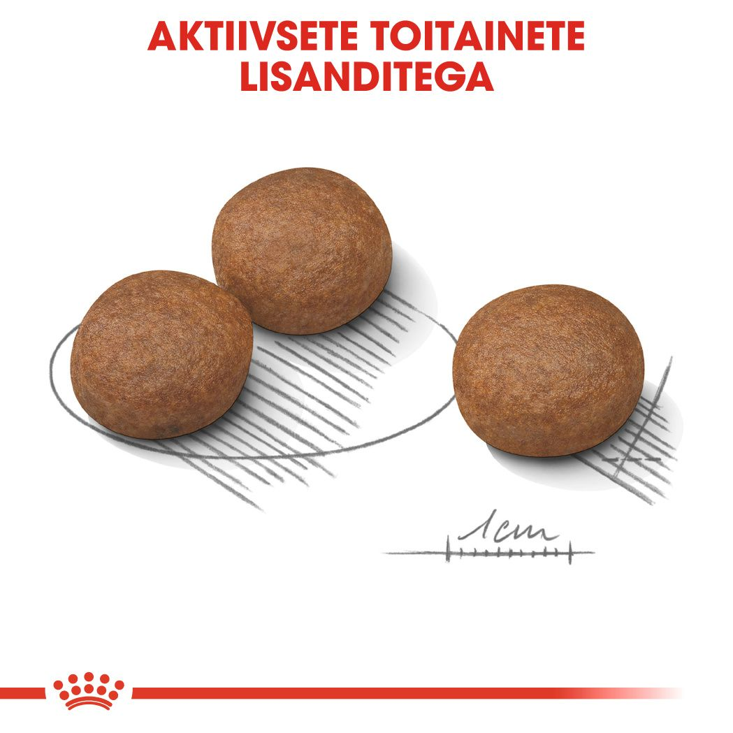 Royal Canin Medium Digestive Care kuivtoit