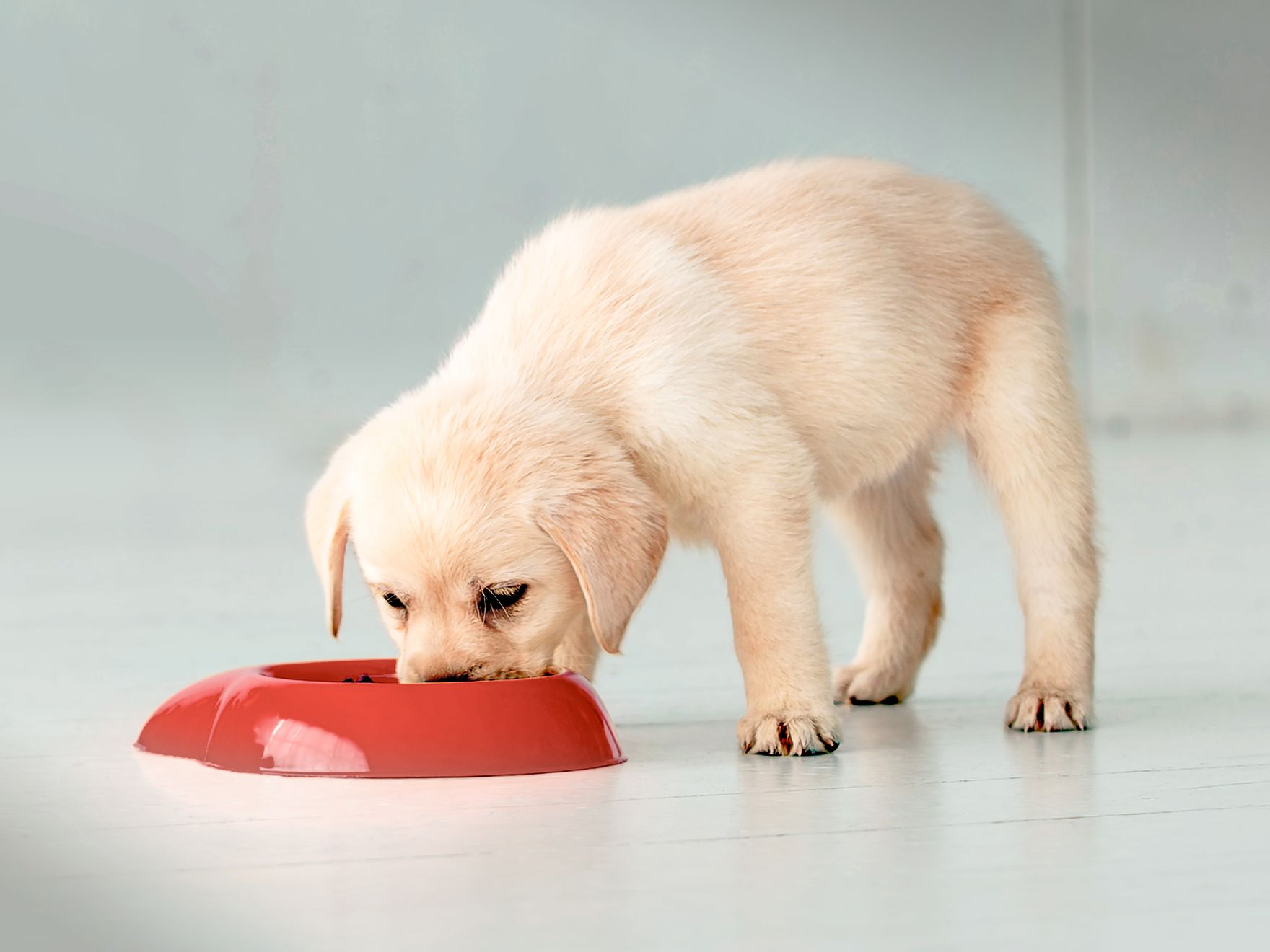 Ein Labrador-Retriever-Welpe frisst aus einem roten Kunststoffnapf.