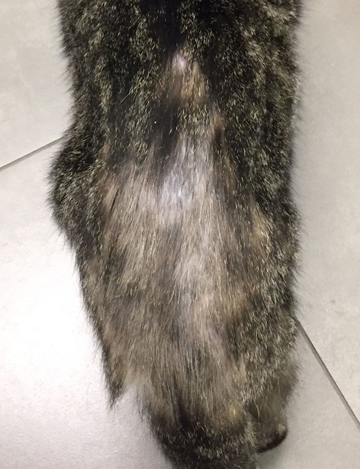 A cat with barbered hair, patchy alopecia and miliary dermatitis along the dorsal lumbar region.