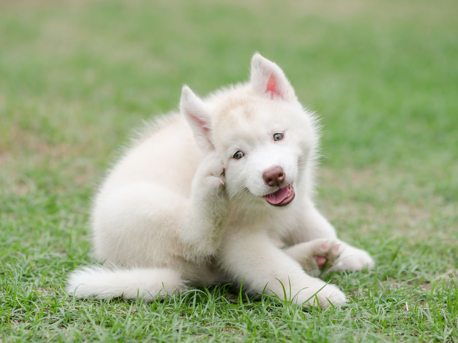 Samoyed dog scratching