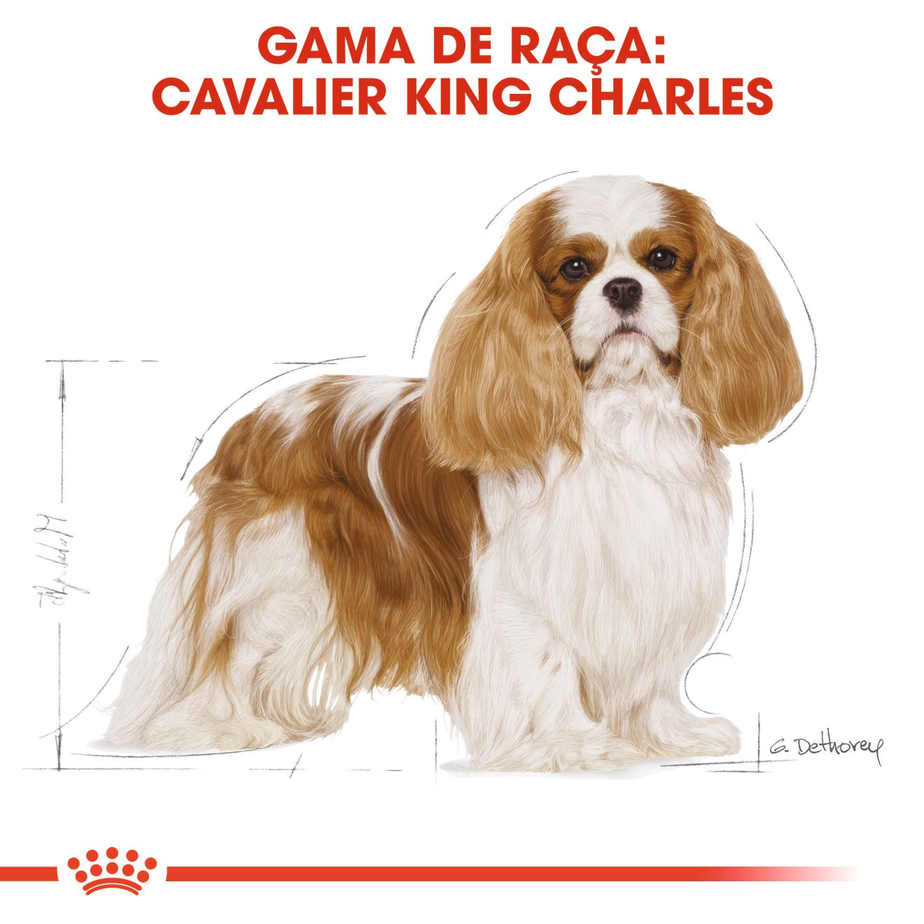 Cavalier King Charles Adult