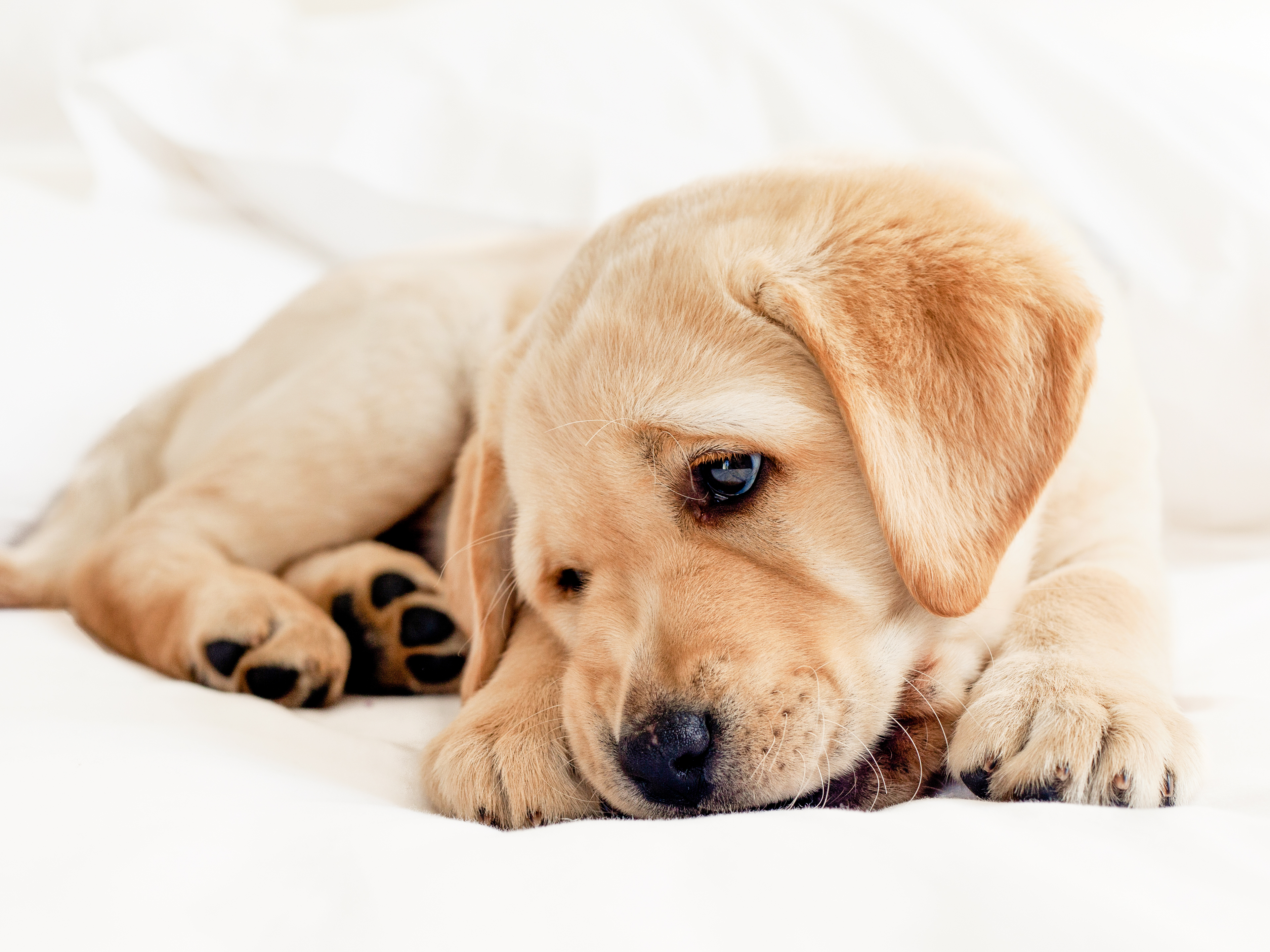 Labrador Retriever puppy lying down on a white bed