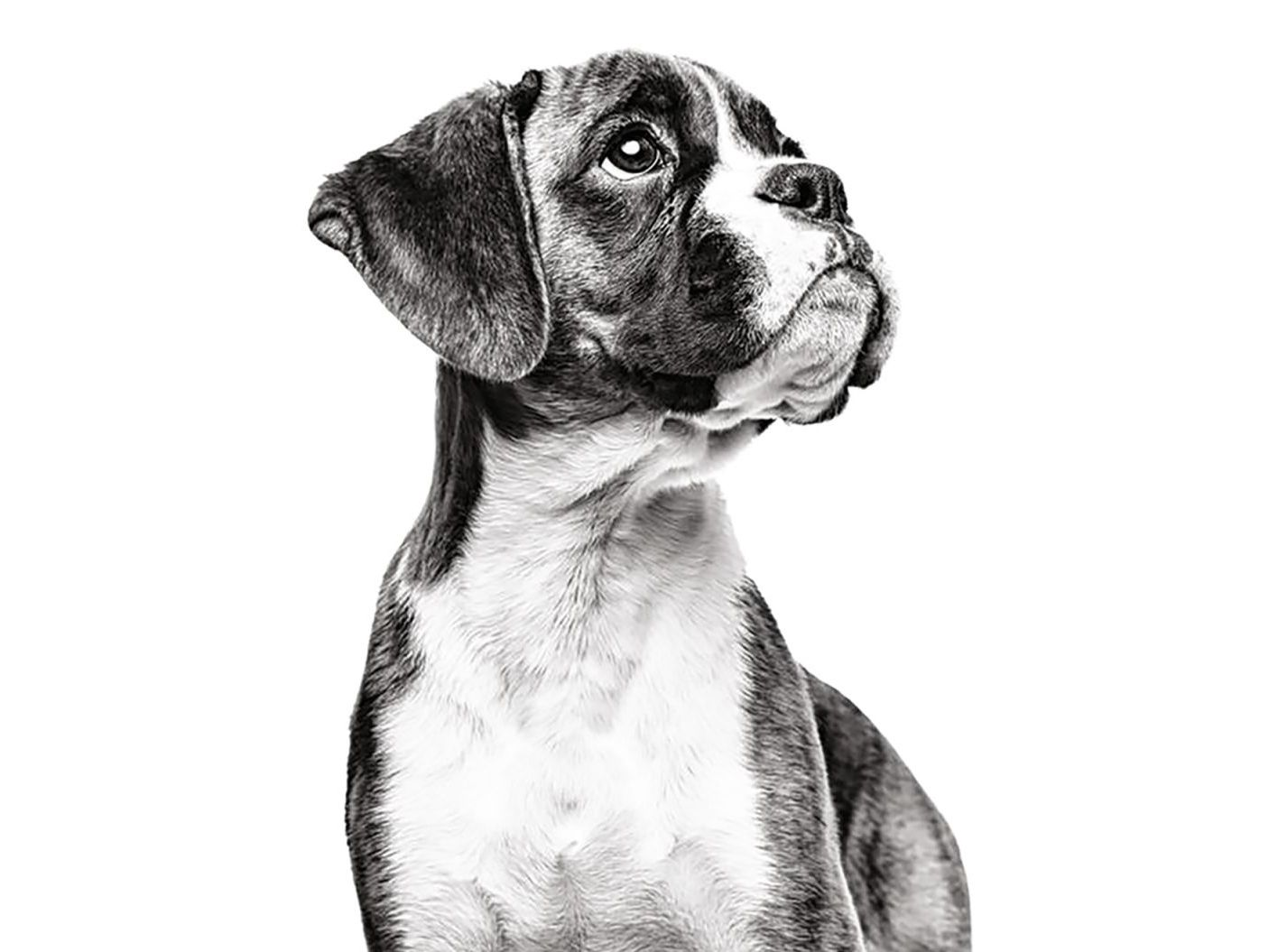 Primer plano de un cachorro de Bóxer en blanco y negro mirando a lo lejos