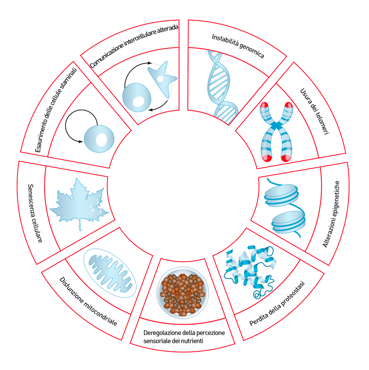 I tratti distintivi dell'invecchiamento.© from (1)/redrawn by Sandrine Fontègne