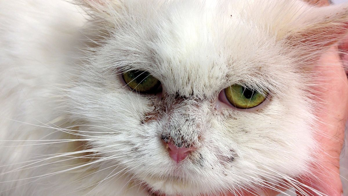 Le pemphigus foliacé chez le chat