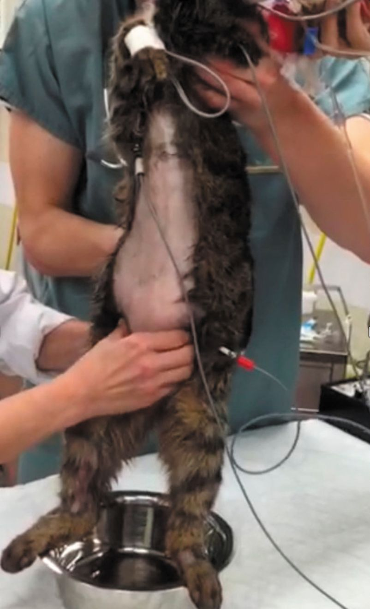 Bei dieser anästhesierten Katze wurde die Blase nach Katheterisierung mit physiologischer Kochsalzlösung gefüllt. Die Katze wird vertikal gehalten, und die Blase wird palpiert.