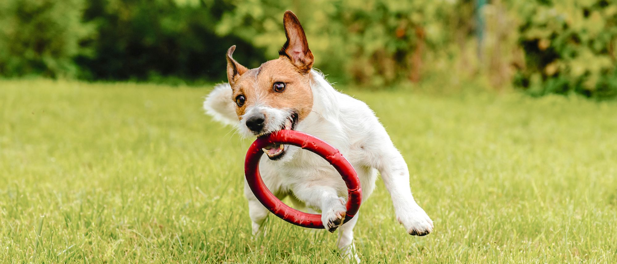 Perro jugando afuera con un aro rojo