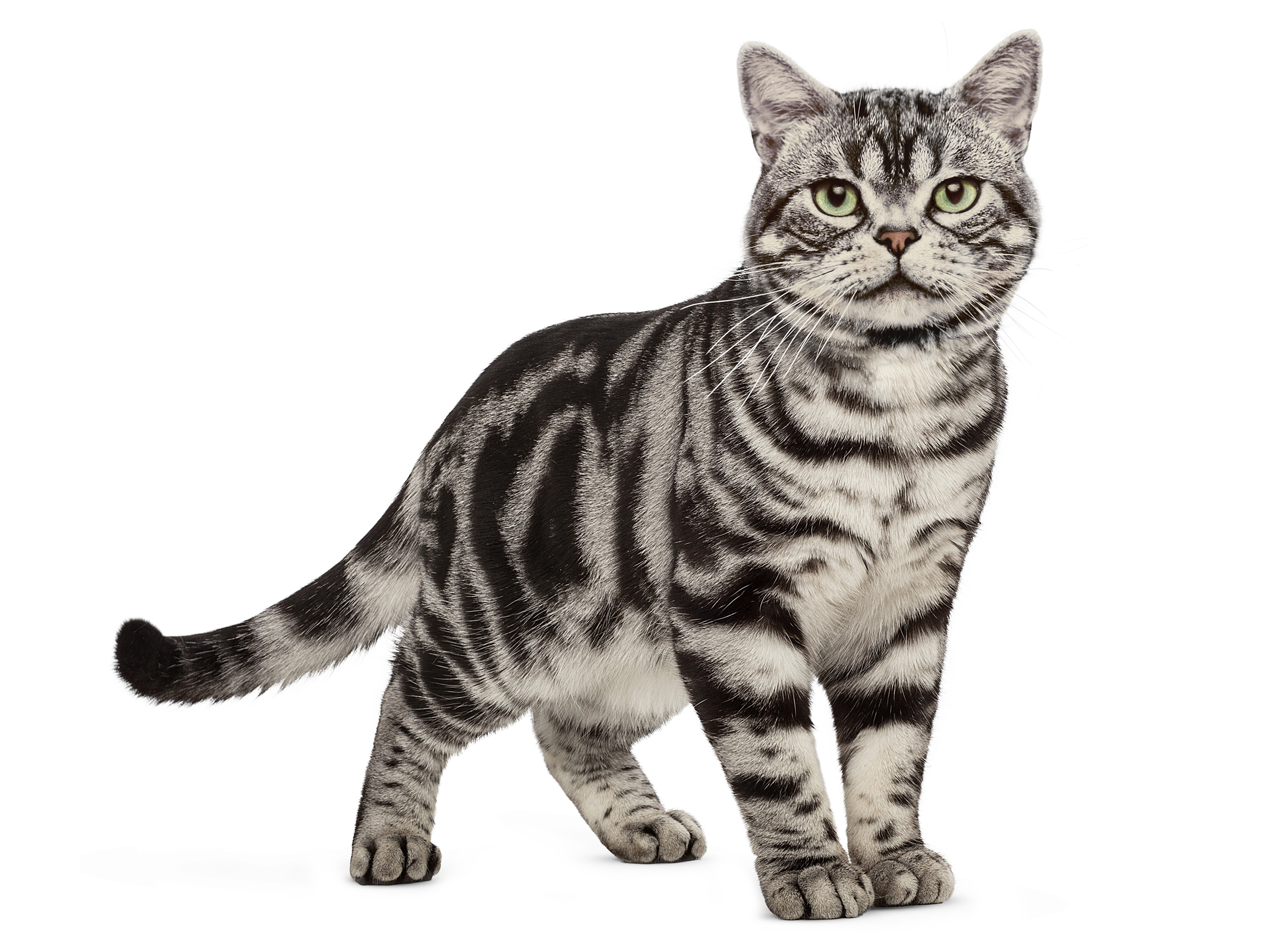 American shorthair adulte en noir et blanc